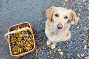 Hunden Lussan sitter på en grusväg bredvid en korg fylld med nyplockade svampar. Lussan har ljusgul päls och tittar upp med en vänlig blick. Nedfallna löv ligger utspridda på marken och ger en höstig känsla till scenen.