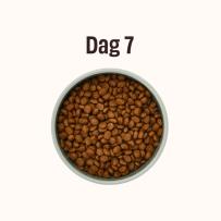 Skål med hundfoder fylld till toppen, markerad som Dag 7
